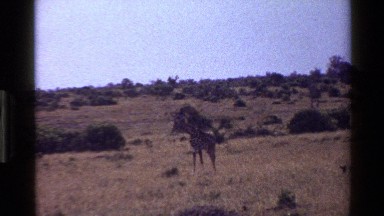 1983: giraffe life in the forest,looks awesome MARA TANZANIA