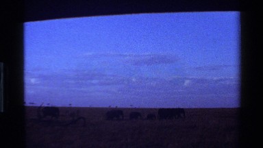 1983: number of big elephants are grazing in forest area MARA TANZANIA