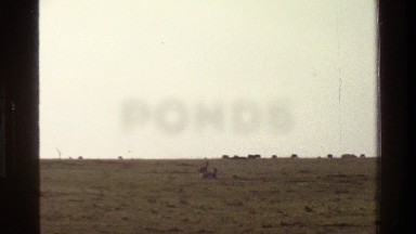 1983: two antelope chase each other in circle and jump while herd stands along