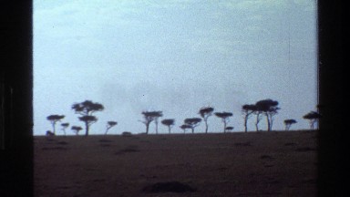 1983: a large area of land covered with number of trees MARA TANZANIA