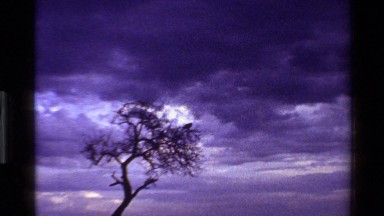 1983: a bird on top of a tree MARA TANZANIA