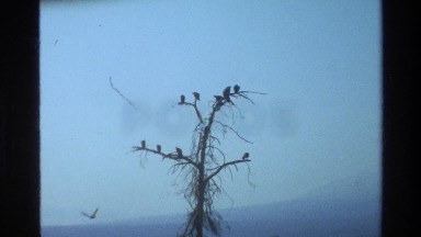1983: birds perched on a dead tree MARA TANZANIA