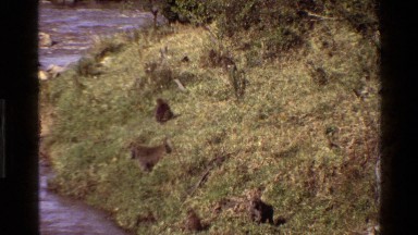 1983: a group of monkeys playing and quenching their thirst from a river MARA