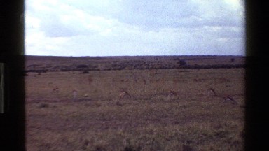 1983: winter in wild-park MARA TANZANIA
