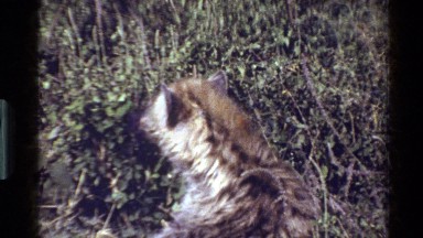 1983: animal surveying surroundings MARA TANZANIA