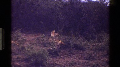 1983: lion and lioness laying down MARA TANZANIA