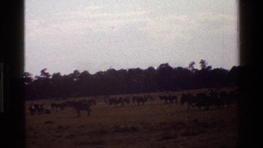 1983: many number of horses are grazing in jungle with lots of trees around MARA