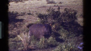 1983: Hippopotamus and Stream in Mara, Tanzania