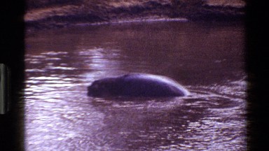 1983: hippopotamus sinking into a river MARA TANZANIA