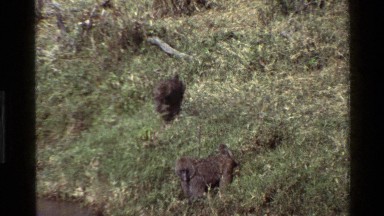 1983: a couple baboons searching through the grass for some food