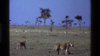 1983: Lioness and Cub Walking in the Wilds of Mara Tanzania