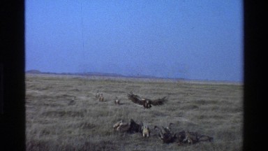 1983: vultures and a jackal scavenge on the carcass of some african plains