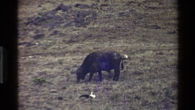 1983: A Large Buffalo Calling Out as Other Animals Watch in Mara