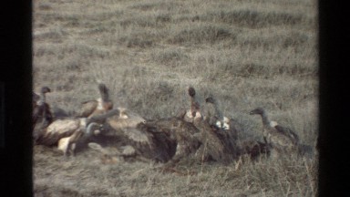1983: Gathering of Wild Birds in Mara Tanzania