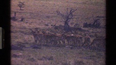 1983: diverse mammals and birds living their life in a wilderness MARA TANZANIA