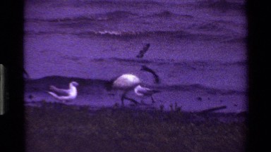 1983: Close-Up of Shore Birds on a Pebble Beach Kenya