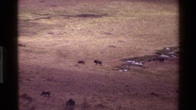 1983: A Group of Animals Standing in the Vast Plains of Mara Tanzania