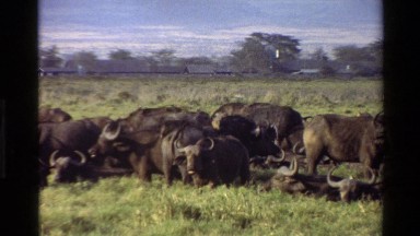 1983: A Herd of Water Buffalo Grazing in a Field, Mara Tanzania