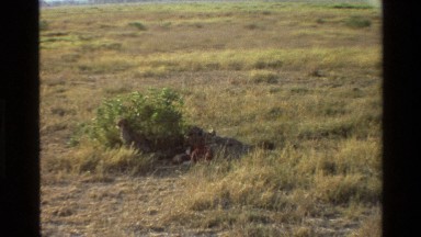 1983: Cheetah Mother and Cubs Eating Newly Killed Prey Under Shrub Shade Mara