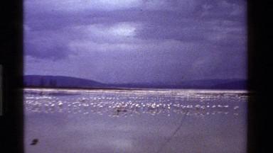 1983: A Large Group of Birds Flying Over Seawater in Kenya