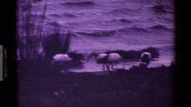 1983: Grayscale 8mm Film of Waves Washing Against Pelicans on Kenya's Shore