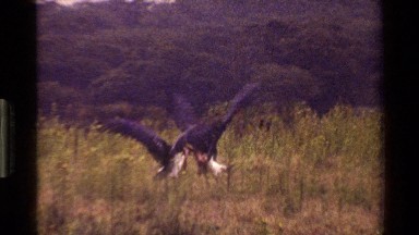 1983: Birds Playing and Flying Around Nature in Kenya