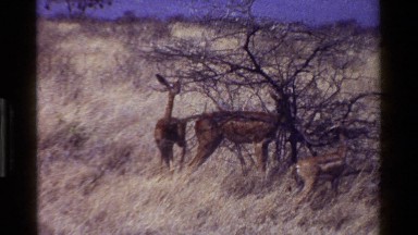 1983: number of animals are grazing in forest with no people around KENYA