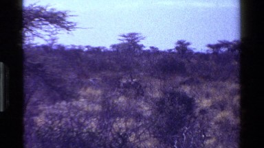 1983: two wildebeest on the savanna KENYA