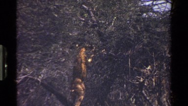 1983: animals in the wild eating KENYA