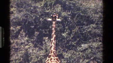 1983: a giraffe eating leaves KENYA
