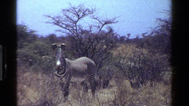 1983: Zebras Gathering in a Field and Under Trees Kenya