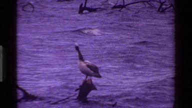 1983: pelicans and ibises on the shore of a body of water KENYA