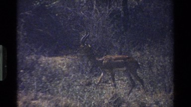 1983: deer-type ungulates walking across a savanna KENYA