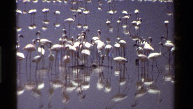 1983: A Flock of White and Black Water Fowl Stand Around in a Lake Kenya
