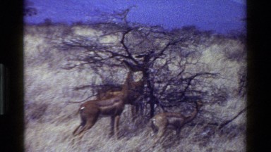 1983: Deer-Type Ungulates Walking Across a Savanna Kenya