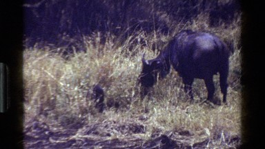 1983: Ostrich, Two Emus, and Carabao Stand, Rest, and Graze in Wildlife Enclosure