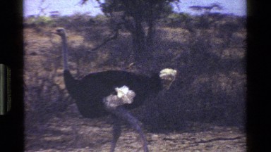 1983: A Large Black, White and Gray Ostrich Struts in a Field Kenya
