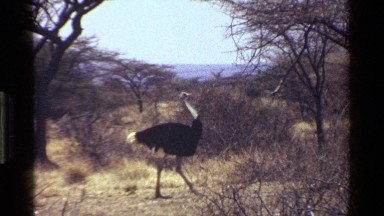 1983: ostrich walking in a desert area KENYA