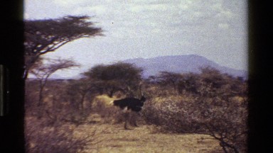 1983: Ostrich Walking on Savanna Kenya