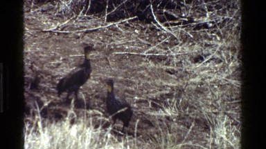 1983: wild birds eating worms and insects in a field KENYA
