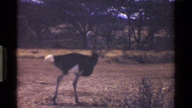 1983: ostrich walking in the jungle KENYA