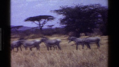 1983: a herd of black and white zebras stand in a field KENYA