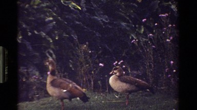 1983: waterfowl standing in a yard with a garden in the background