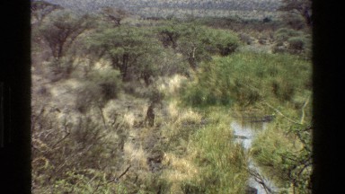 1983: Wet Area with Ungulate Walking; Exotic Birds on Savanna KENYA