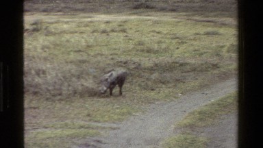 1983: a wild hog walks along sniffing the ground for something to eat KENYA