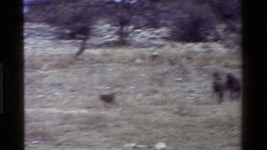 1983: baboons running or fleeing on savanna KENYA