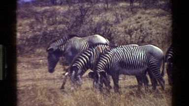 1983: a small herd of zebra's graze on a dry plain at the foot of a hill KENYA