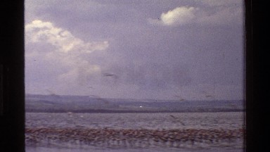 1983: a large group of birds flying on the top of seawater during day time KENYA