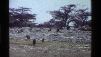 1983: a group of apes walk in a field on a cloudy day KENYA