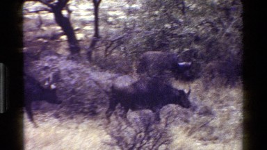 1983: herd of cattle walking together in an area of grass and trees